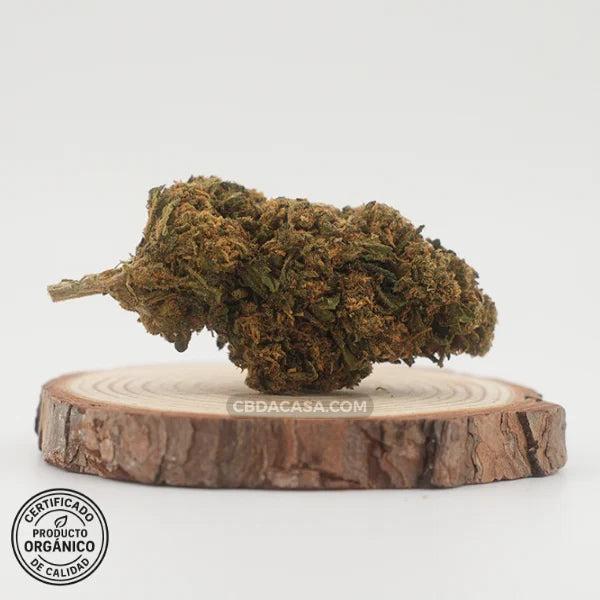 Diesel Tonic flores CBD – Cruce exclusivo entre dos grandes genéticas