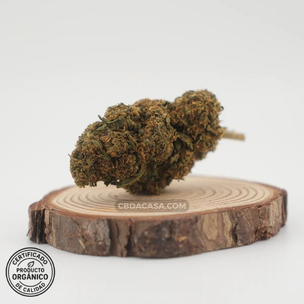 Diesel Tonic flores CBD – Cruce exclusivo entre dos grandes genéticas