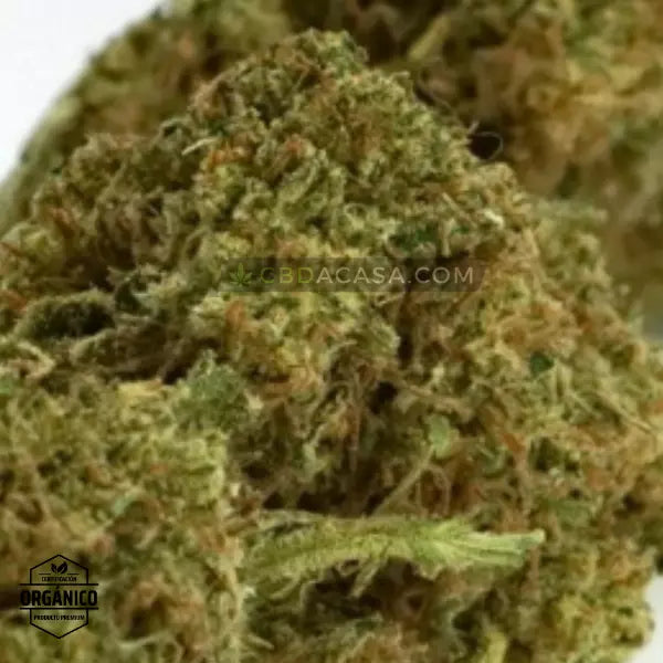 Flores CBD Bubba Kush - Cultivo Orgánico