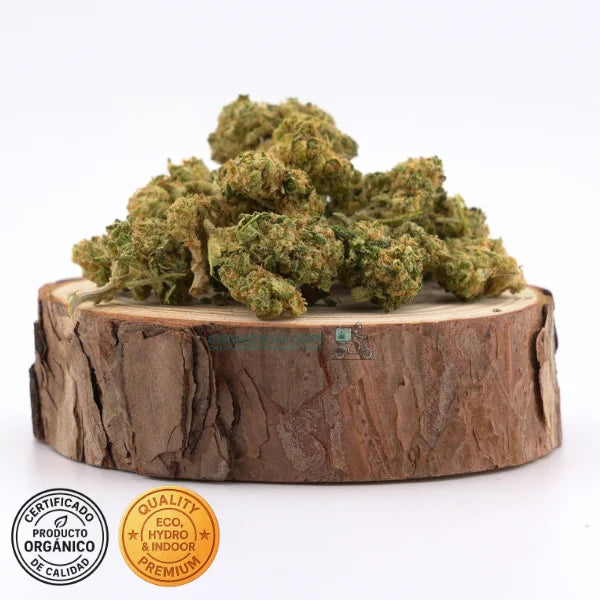 Amnesia Haze Hydro CBD – Premium hidropónica