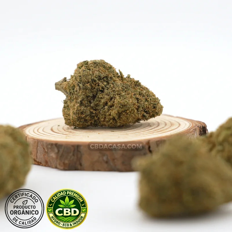 Flores de CBD hidroponico Mimosa