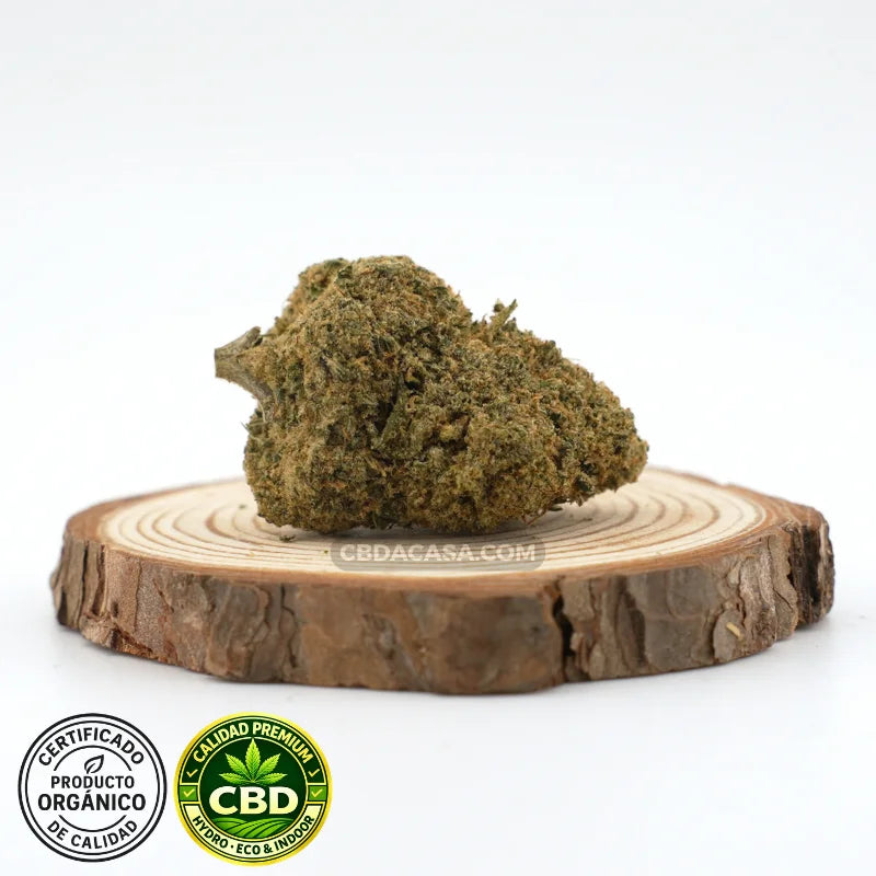 Flores de CBD hidroponico Mimosa