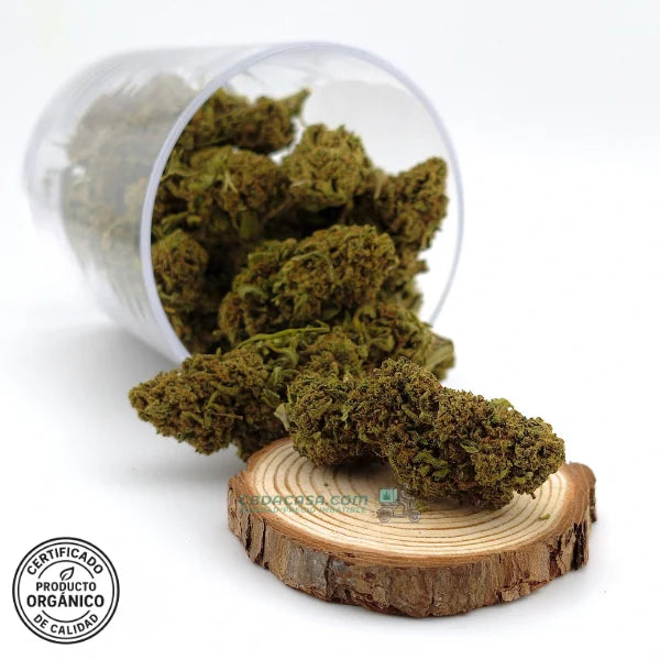 Flor CBD Amnesia | Aroma potente | Perfil terpeno intenso