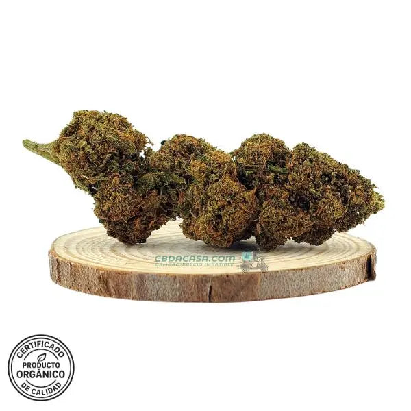 Diesel Tonic flores CBD – Cruce exclusivo entre dos grandes genéticas