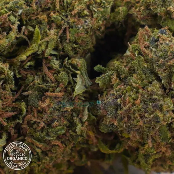 Flores CBD Sorbet