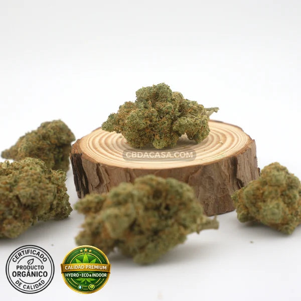 CBD hidroponico Sinaloa, flores Premium