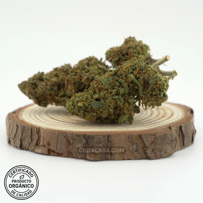 Diesel Tonic flores CBD – Cruce exclusivo entre dos grandes genéticas