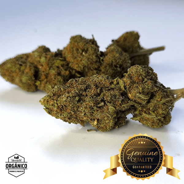 Strawberry CBD indoor flores bellísimas a buen precio
