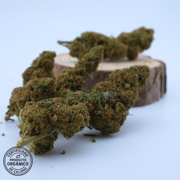 Flores CBD Diesel Tonic, cruce mágico