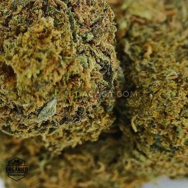 Flores CBD Gorilla Glue Glasshouse 🆕
