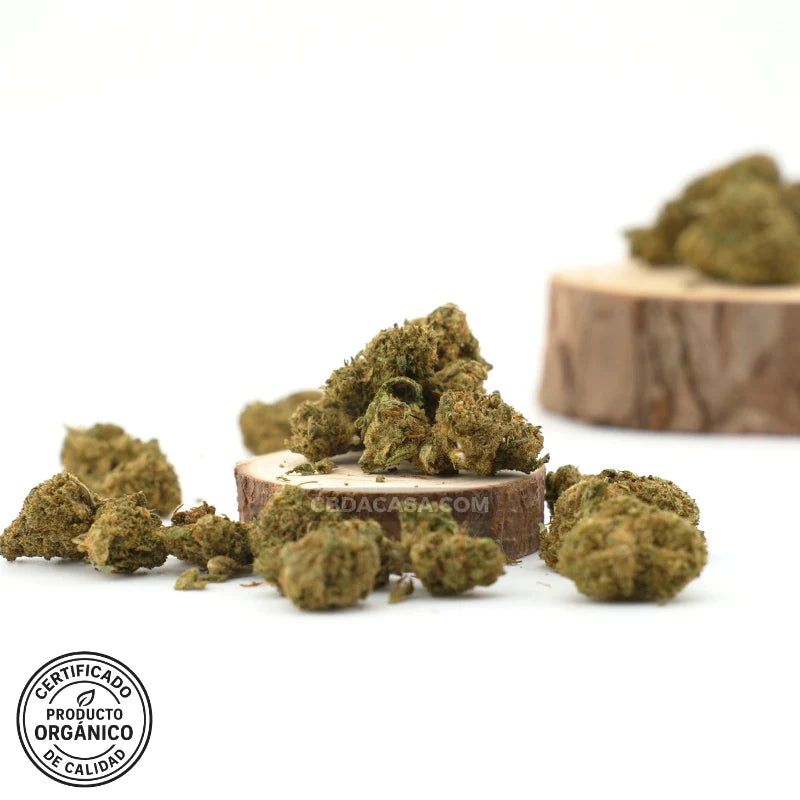 Flores CBD Mango Haze – Dulce mango & terpenos Haze | Buena relación precio