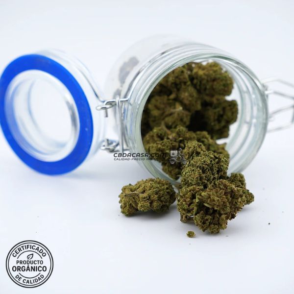 Flores CBD Mango Haze