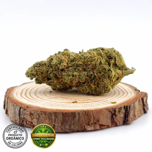 CBD indoor Marley Kush, flores excepcionales