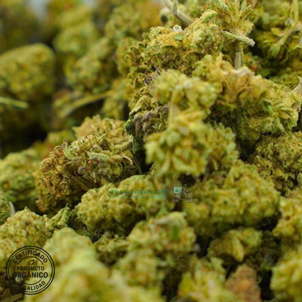Flor CBD Northern Lights