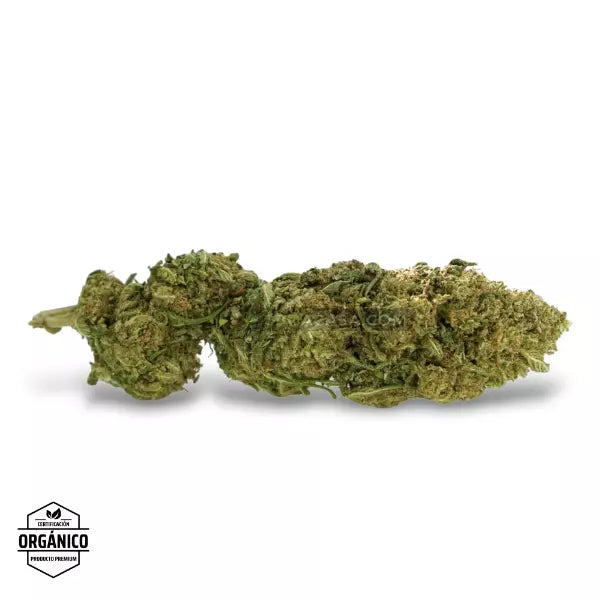 OG Kush Flores CBD de puntas preciosas