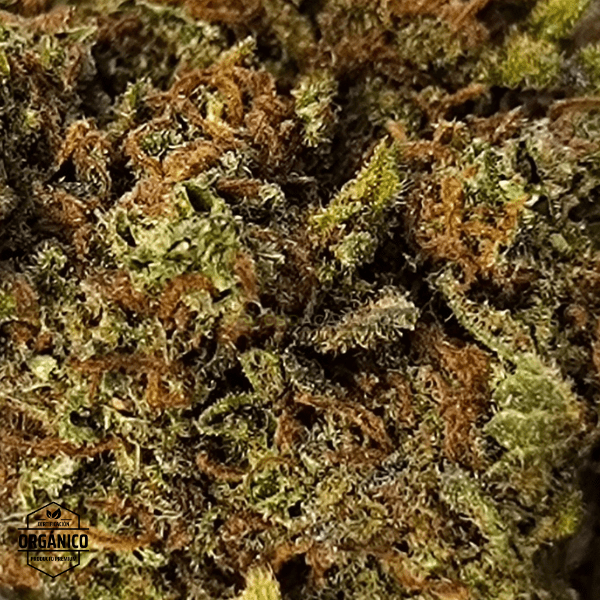 Strawberry CBD indoor flores bellísimas a buen precio