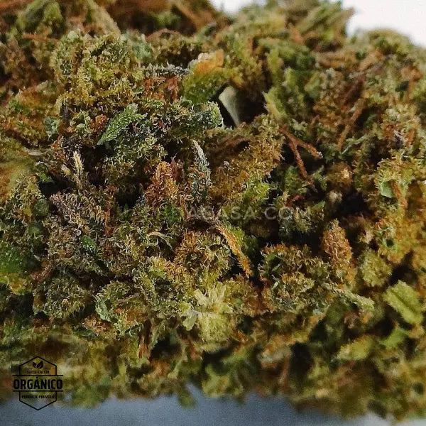 White Siberian Flor CBD Predominancia índica de calidad 🆕