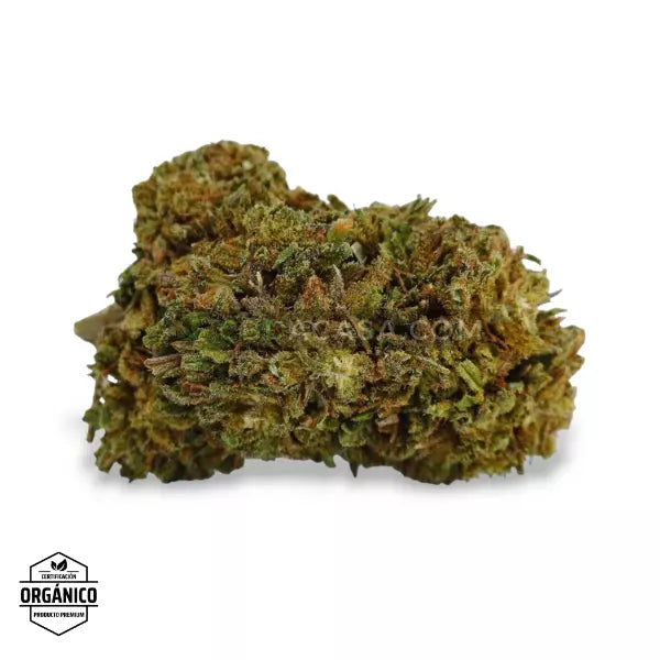 White Siberian Flor CBD Predominancia índica de calidad 🆕