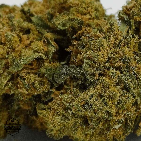 Comprar CBD White Widow - flores CBD leyendarias