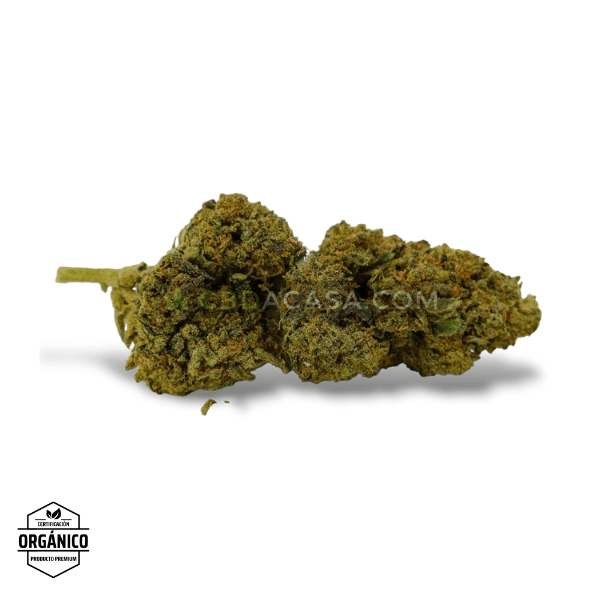 Comprar CBD White Widow - flores CBD leyendarias
