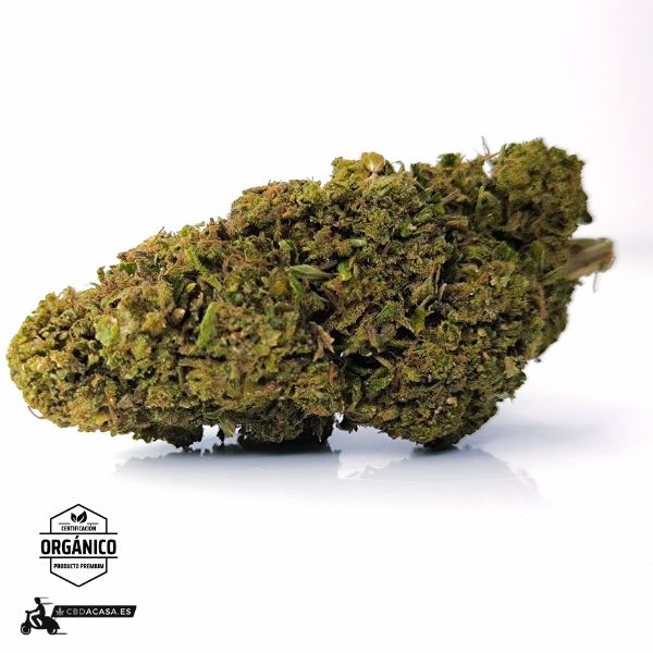 White Siberian Flor CBD Predominancia índica de calidad 🆕