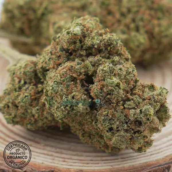 Blueberry, flores CBD hidropónicas