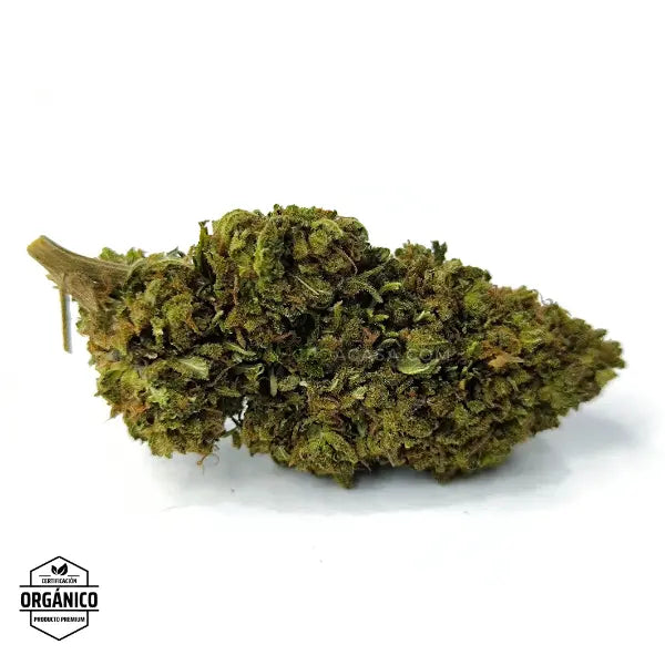 Flores CBD Cinderella 🆕
