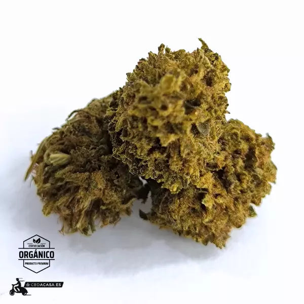 Sour Widow, flores CBD singulares con 13% de cannabidiol
