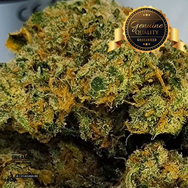 Comprar CBD Premium Amnesia Haze Hydro - Edición Limitada Extra grande
