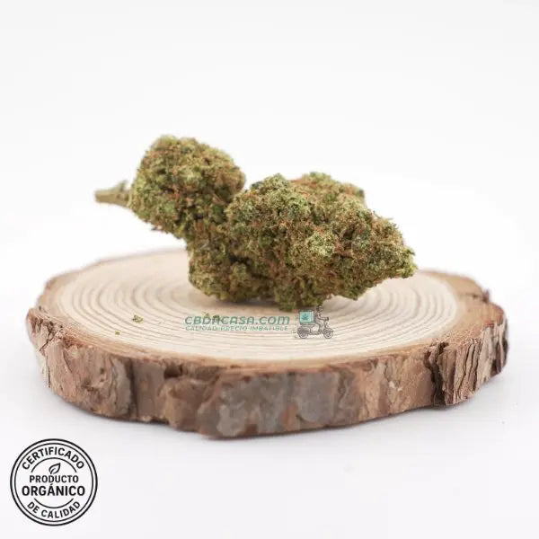 Blueberry, flores CBD hidropónicas