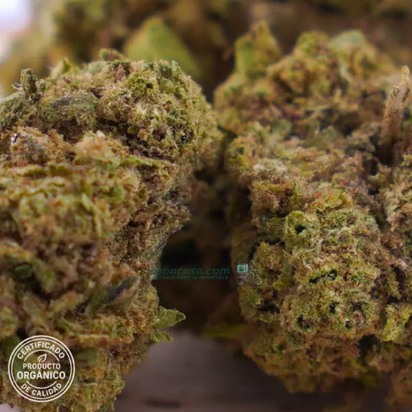 Flores de CBD Super Lemon Haze CBD indoor