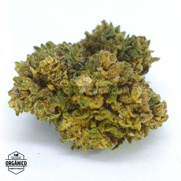 Flores CBD Mandarina Kush 🆕