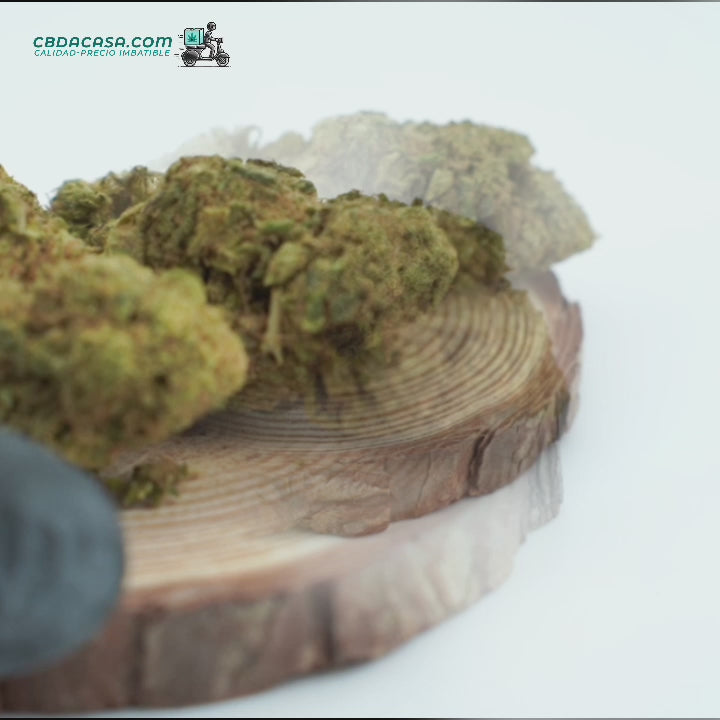 Alien Cookie "Eco, hydro & Indoor" y PREMIUM