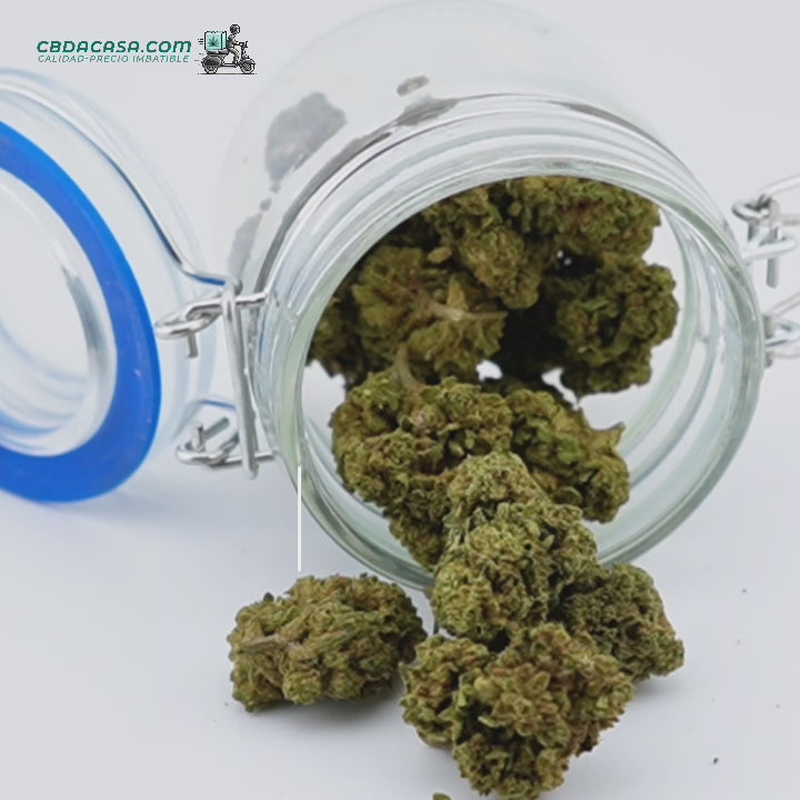 Flores CBD Mango Haze