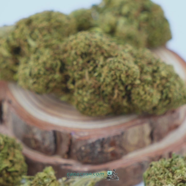 Flores CBD Gelato 41 barcelona