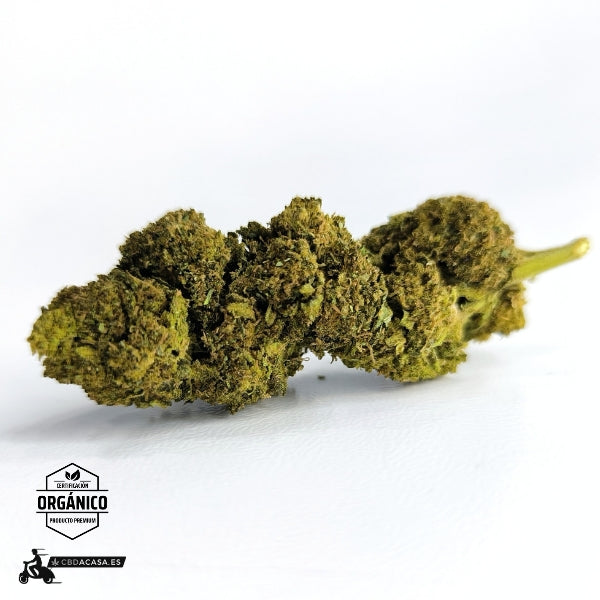 Comprar CBD White Widow - flores CBD leyendarias 🆕