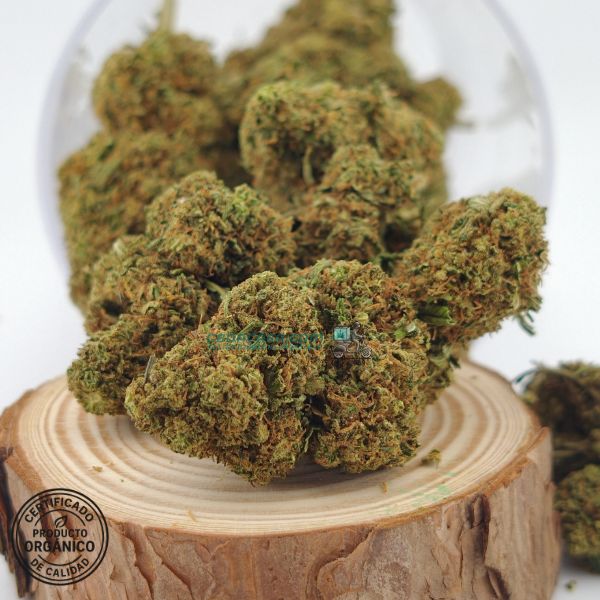 Flore de CBD Sherbet, nueva oferta