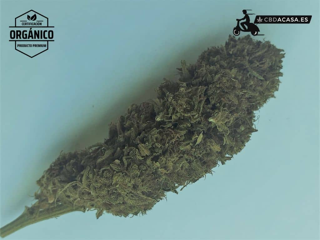 Flores CBD Apple Punch 100% ecológico desde 1,5€/gr