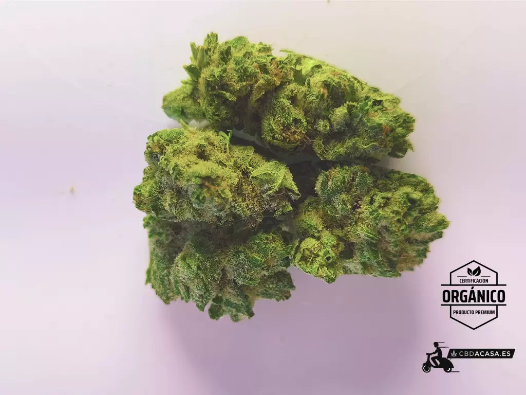 Flores de CBD Bubble Gum orgánico desde 1,7€/gr