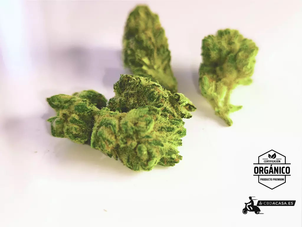 Oferta CBD Flash Bubble Gum
