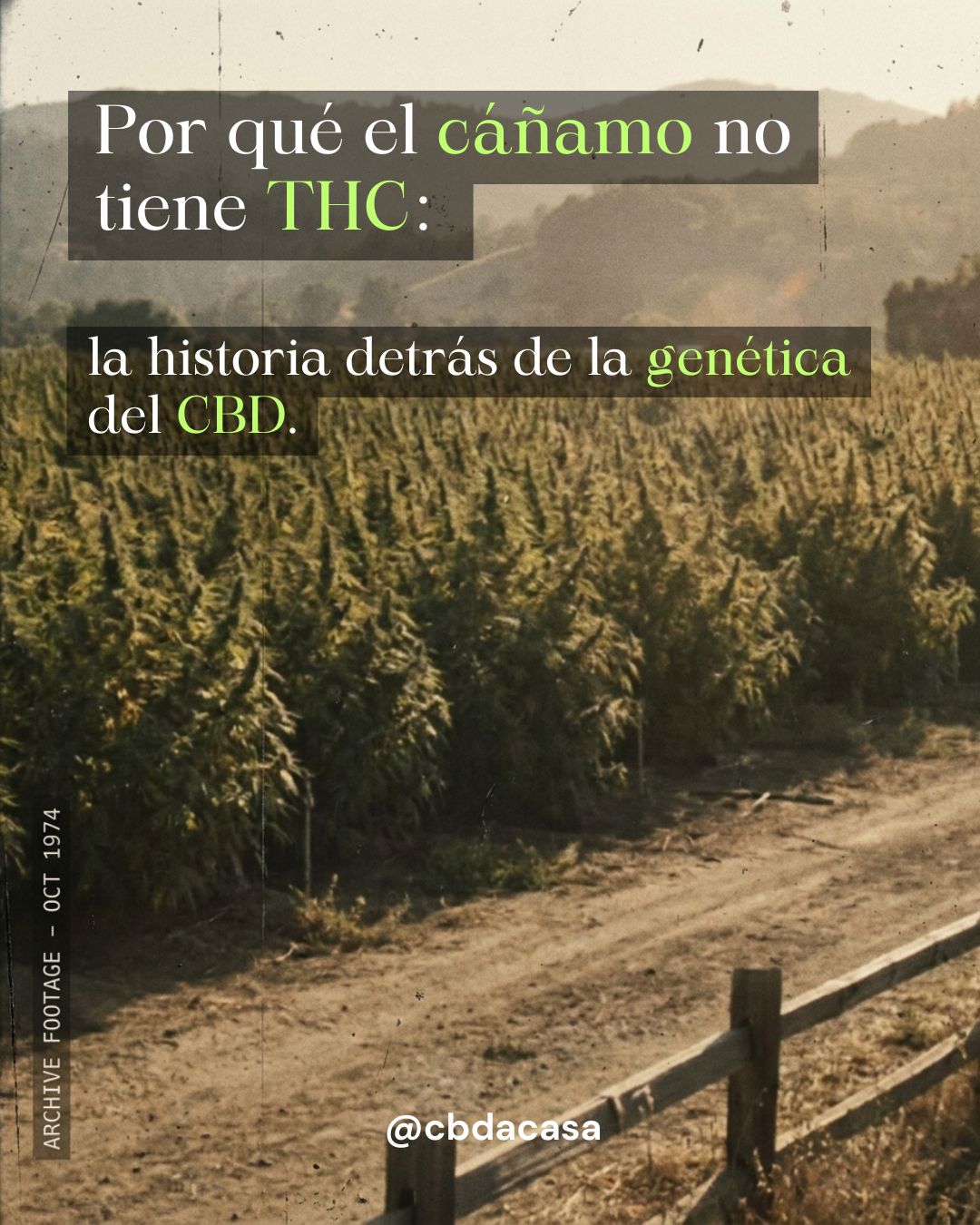 ¿Cómo le quitan el THC a la flor de CBD?