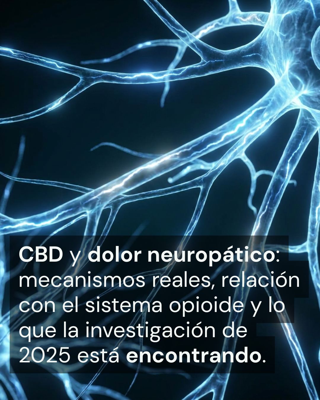CBD y dolor neuropático: mecanismos, receptores opioides y lo que la investigación más reciente está encontrando
