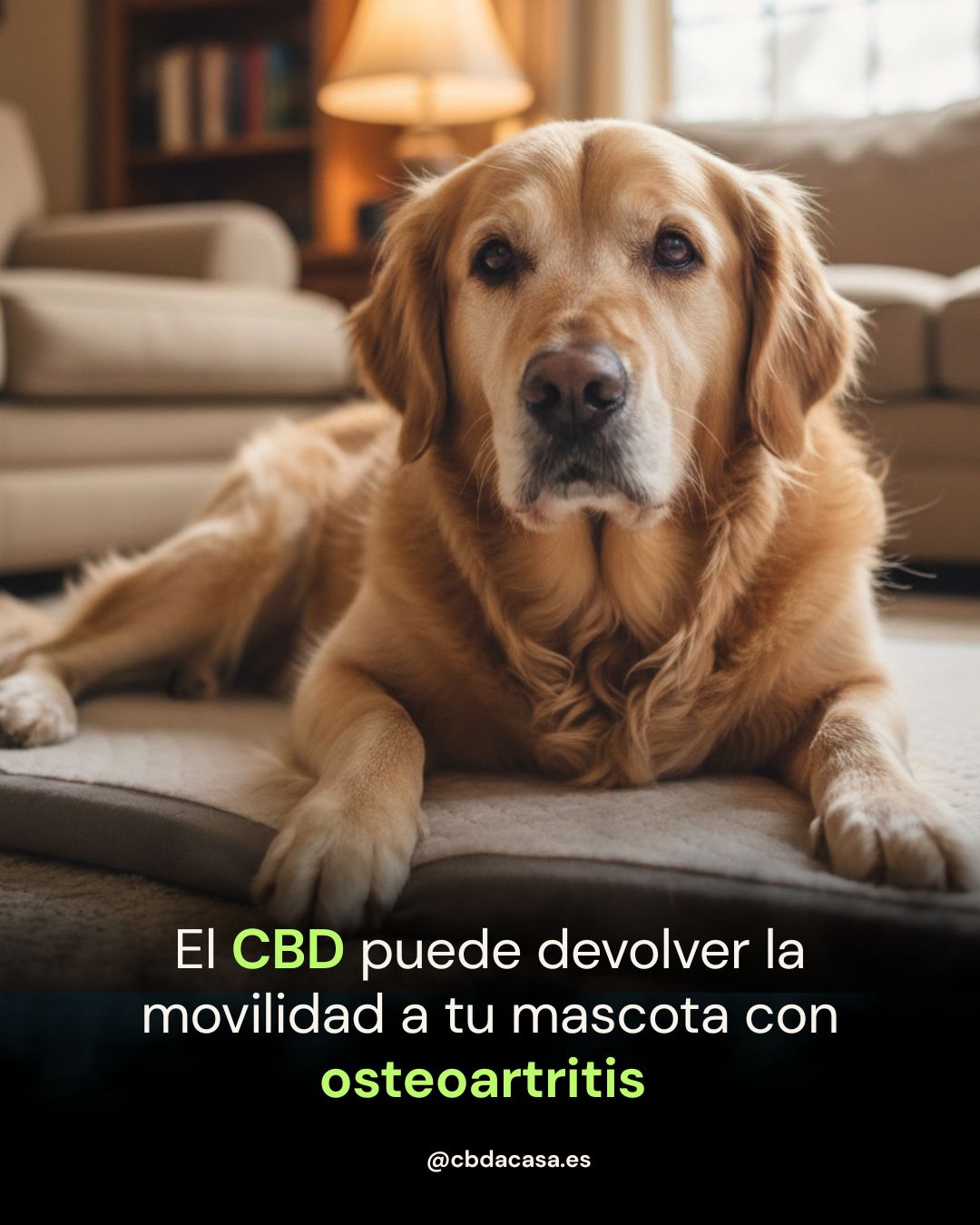 El derecho a envejecer sin dolor: El papel del CBD en la movilidad de nuestras mascotas