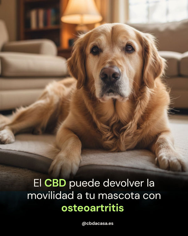 El derecho a envejecer sin dolor: El papel del CBD en la movilidad de nuestras mascotas