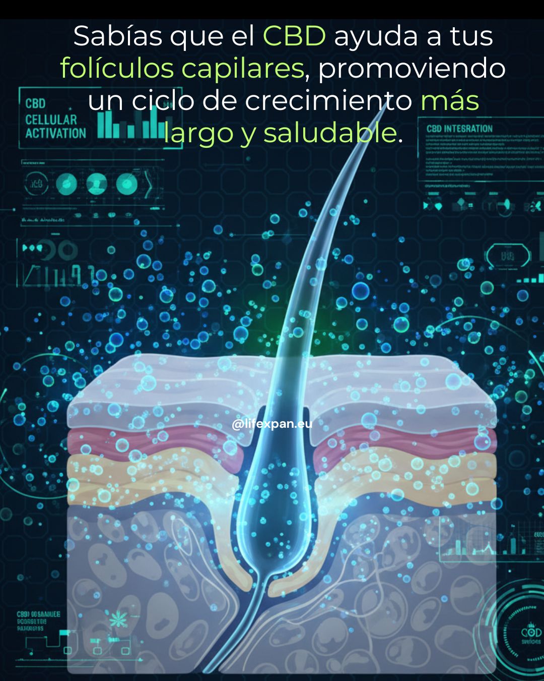 El CBD ayuda a tus folículos capilares