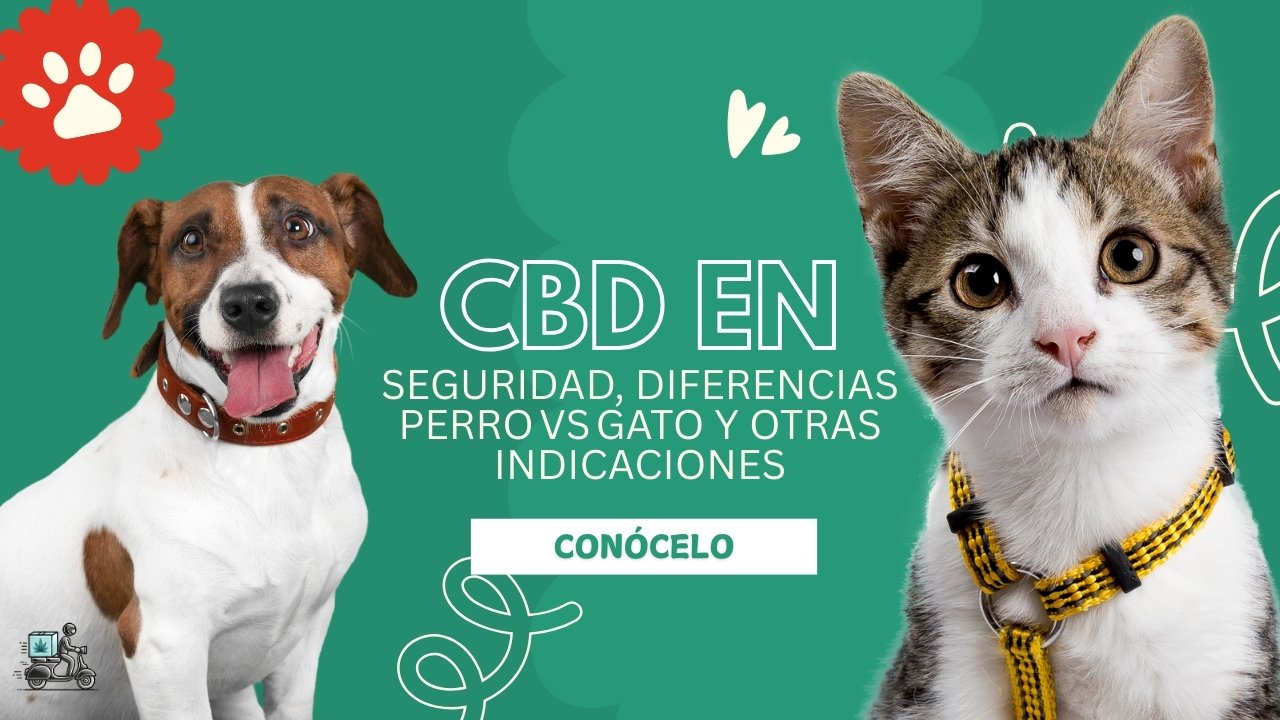 ¿Es seguro el CBD y cómo varía entre perros y gatos? Hechos, Dosis y Cuidados – Parte IV: Guía Práctica de Uso Responsable