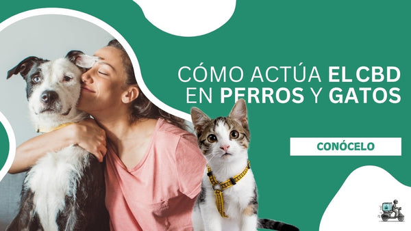 Cómo actúa el CBD en perros y gatos - Parte 1: Bienestar en Mascotas con CBD