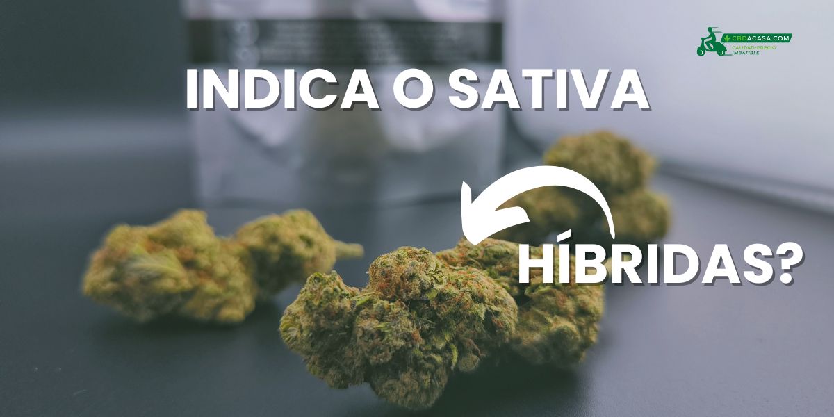 ¿Cuál es la Diferencia entre Tipos de Cannabis: Índica y Sativa?