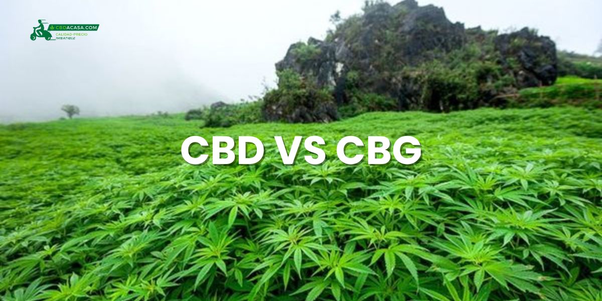 CBG vs. CBD: Los Nuevos Protagonistas del Bienestar Natural