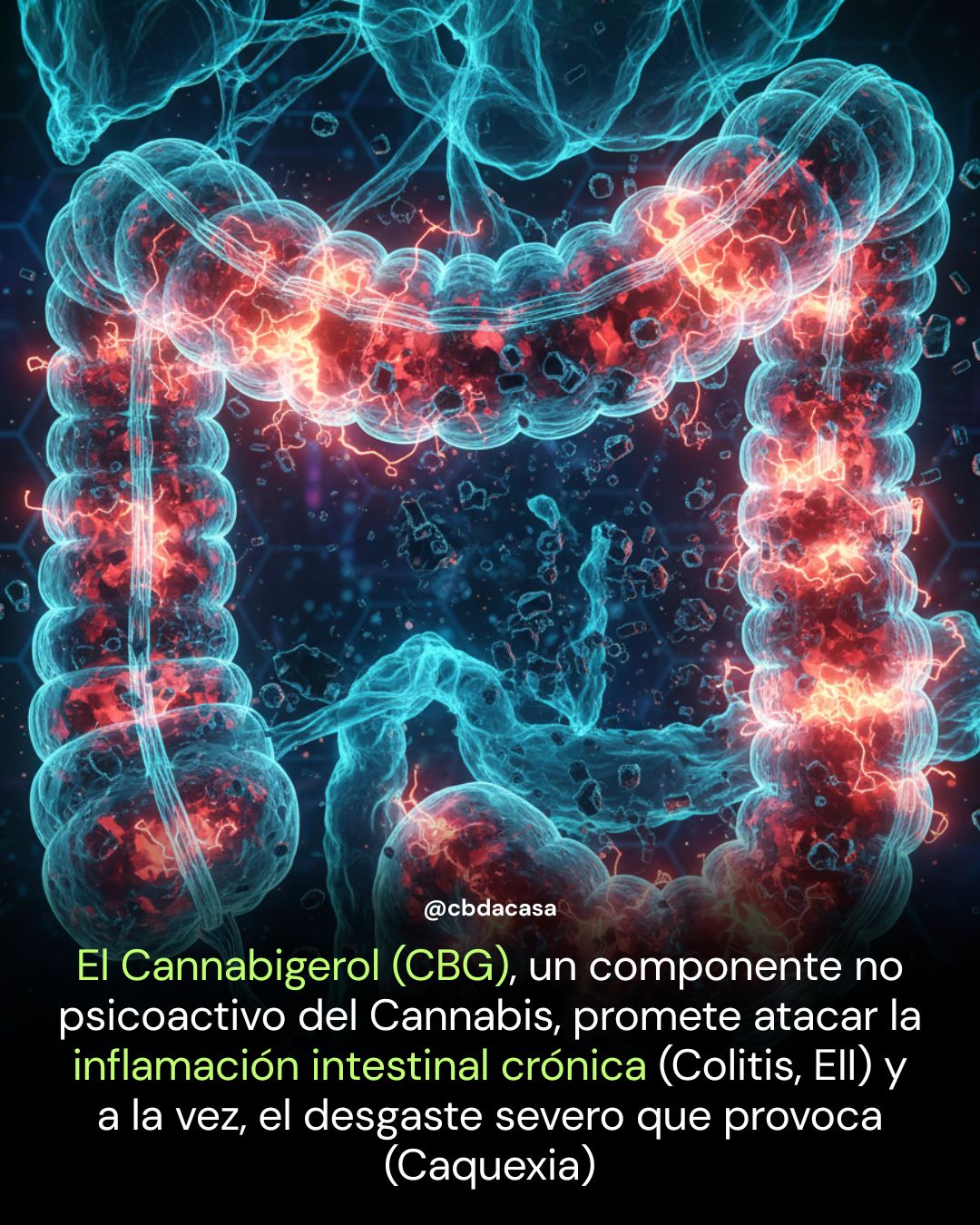 cbg, colitis, caquexia
